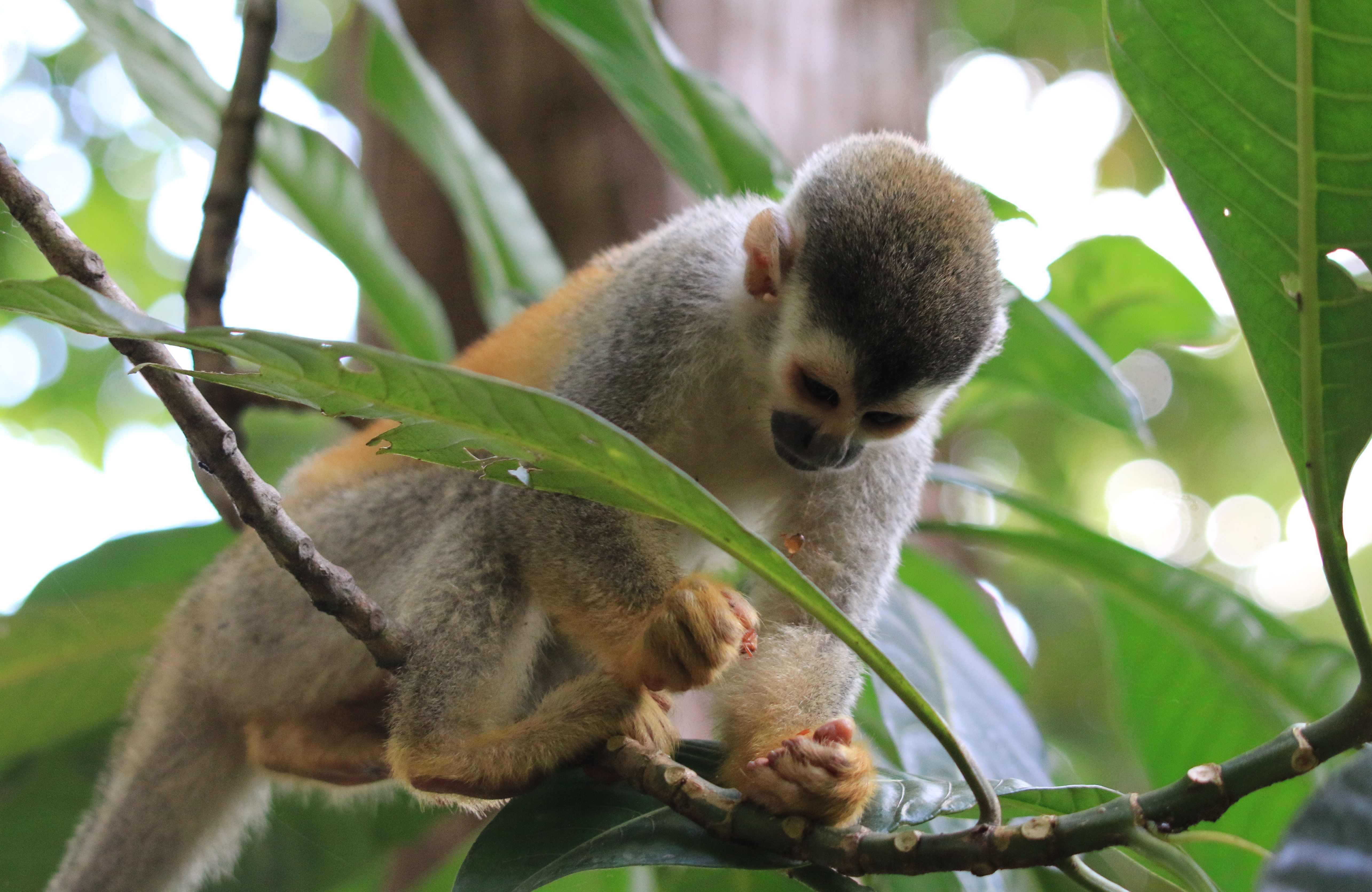 Costa Rica